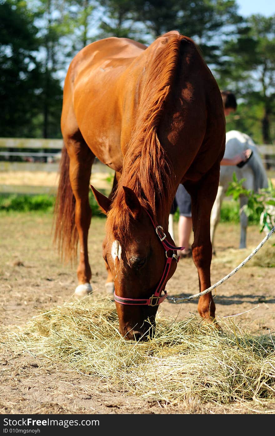 Braun Horse