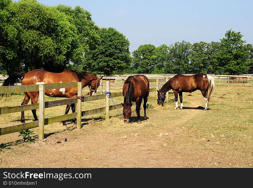 Horses