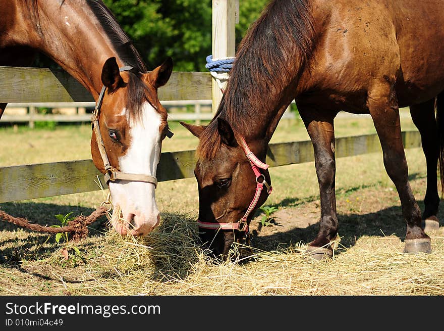 Horses