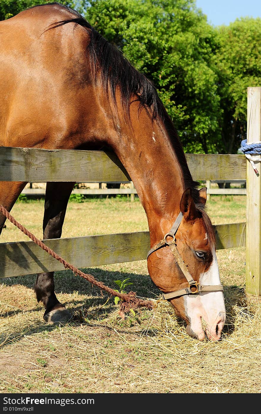 Braun horse