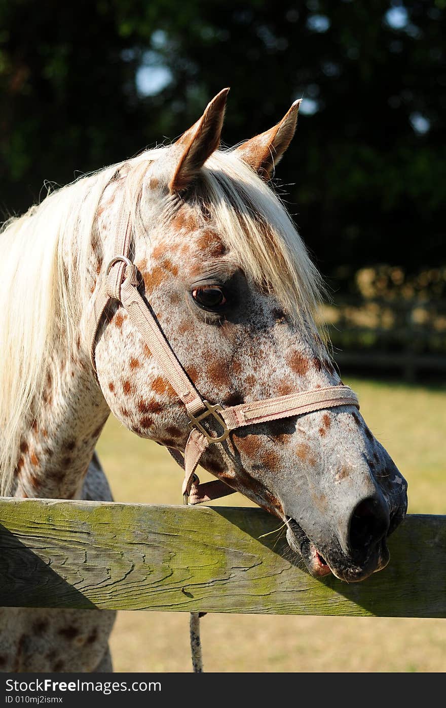 White horse