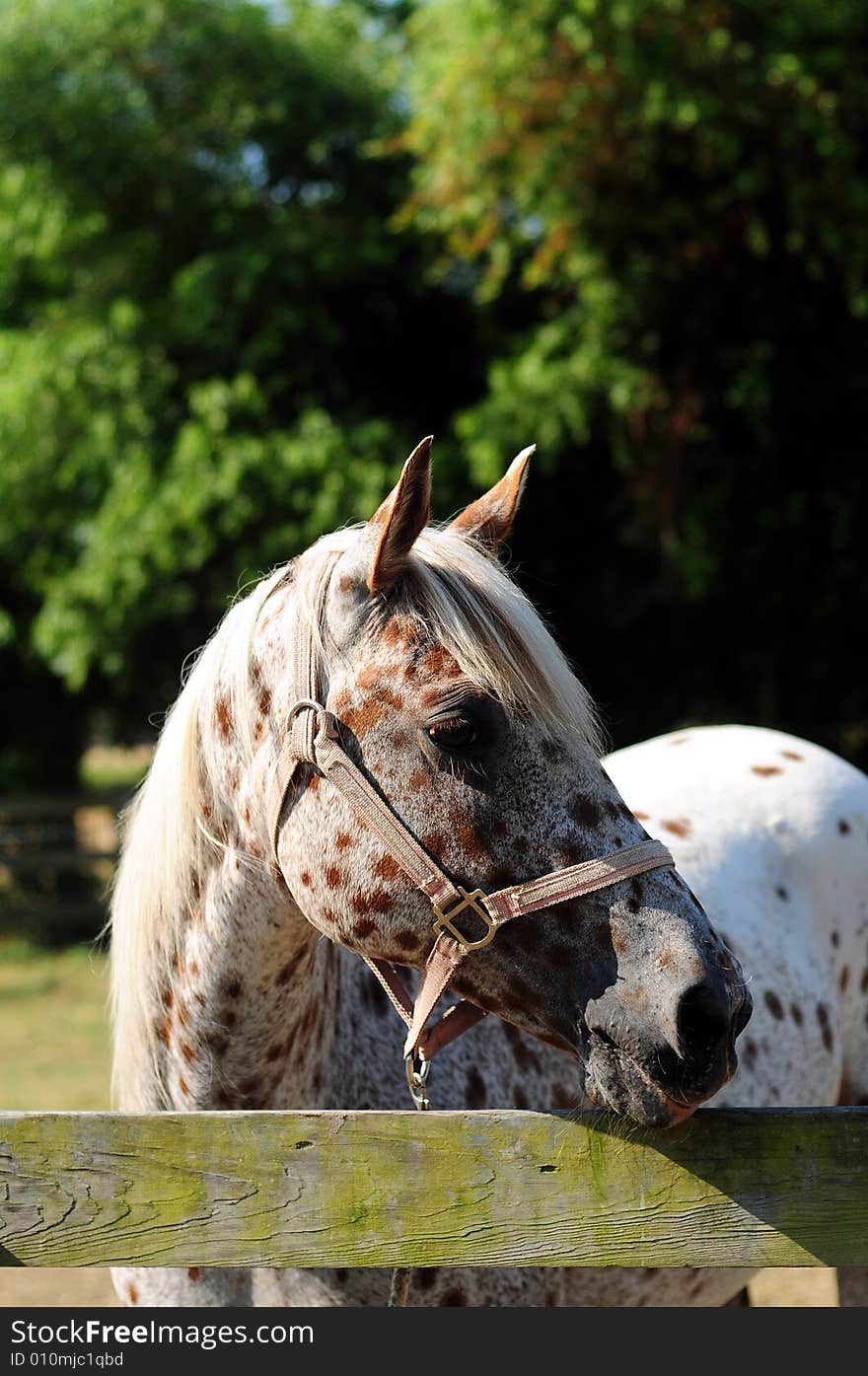 White horse