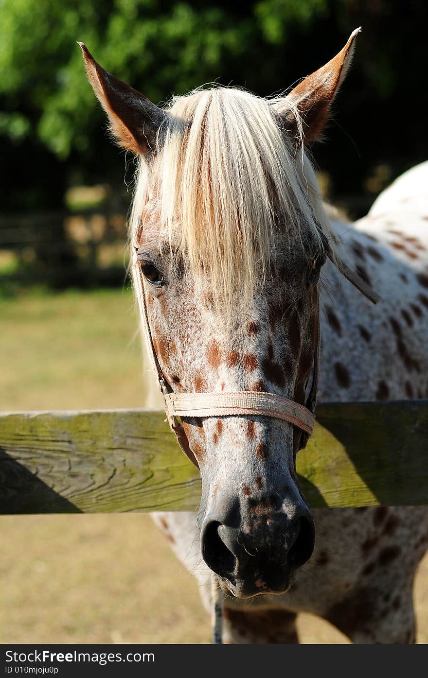 White Horse