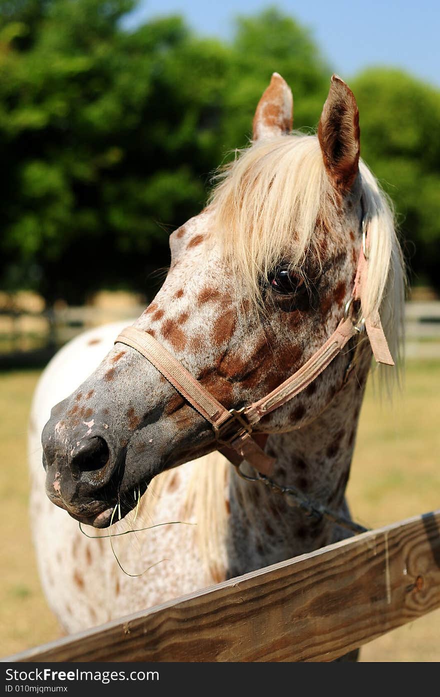 White horse