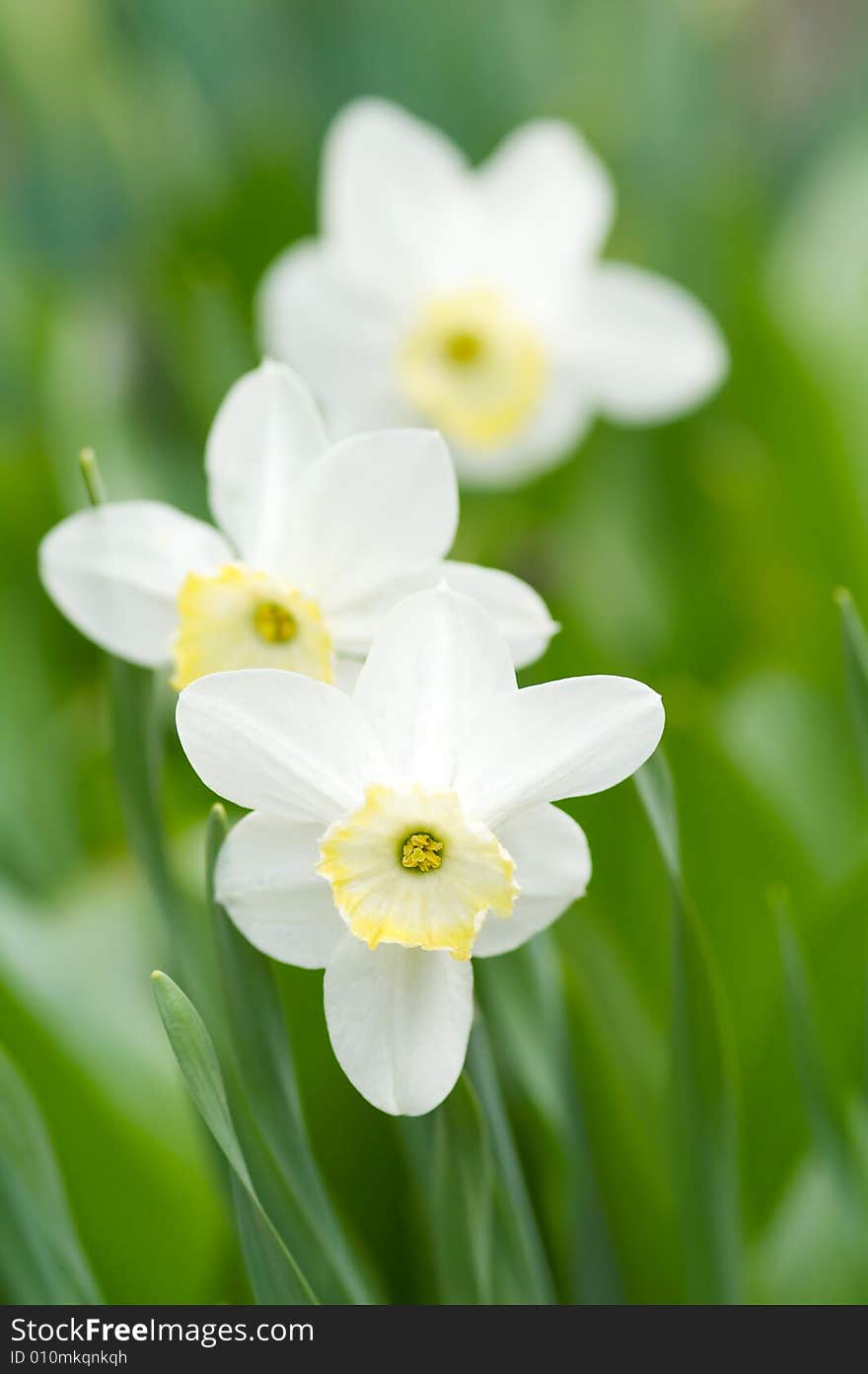 Narcissus flower and leaves, small deep of view