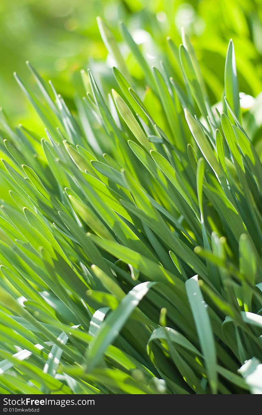 Narcissus buds and leaves