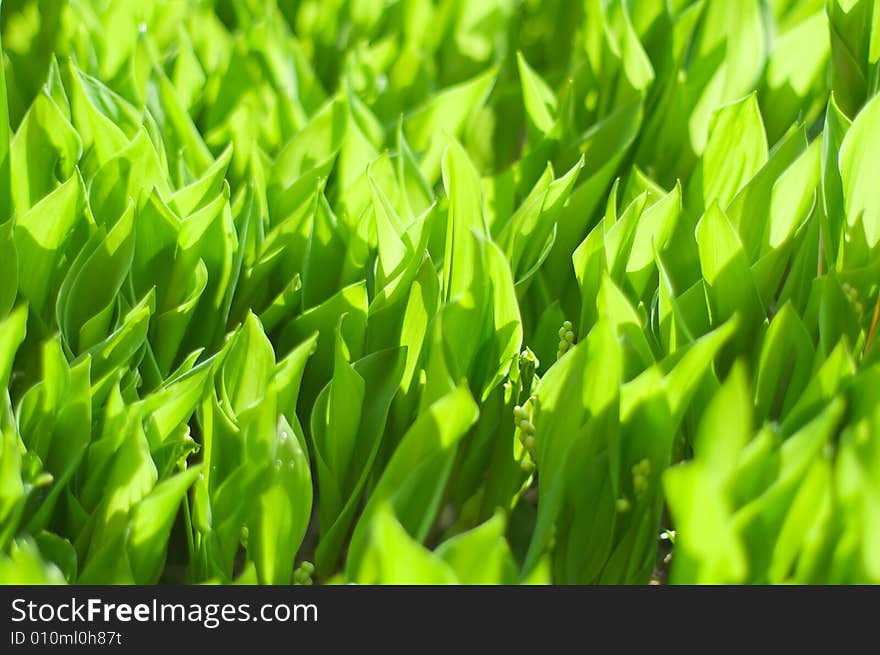 Lily of the valley meadow under sunlight