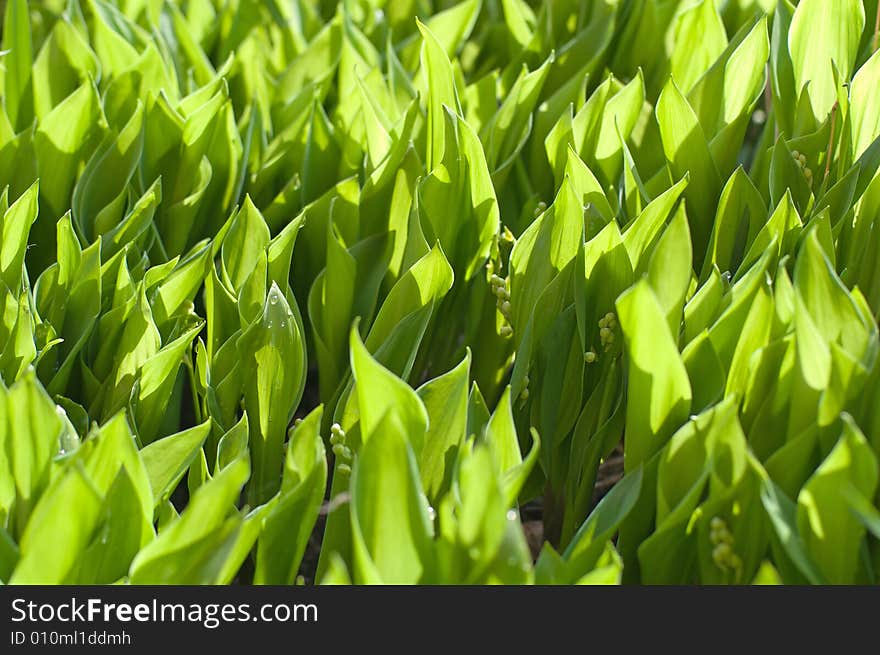 Lily of the valley meadow under sunlight