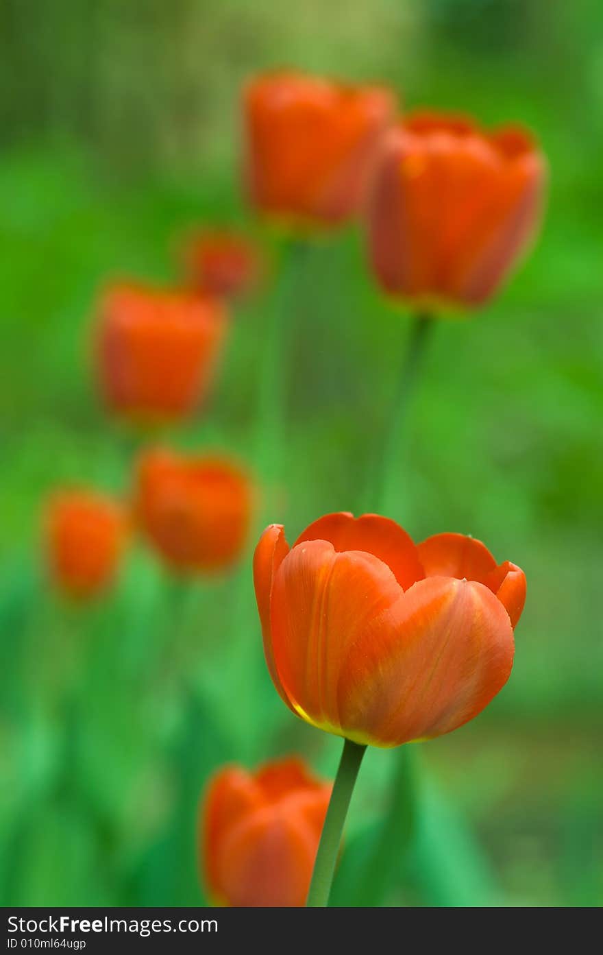 Bunch of tulips on green background, macro shot. Bunch of tulips on green background, macro shot