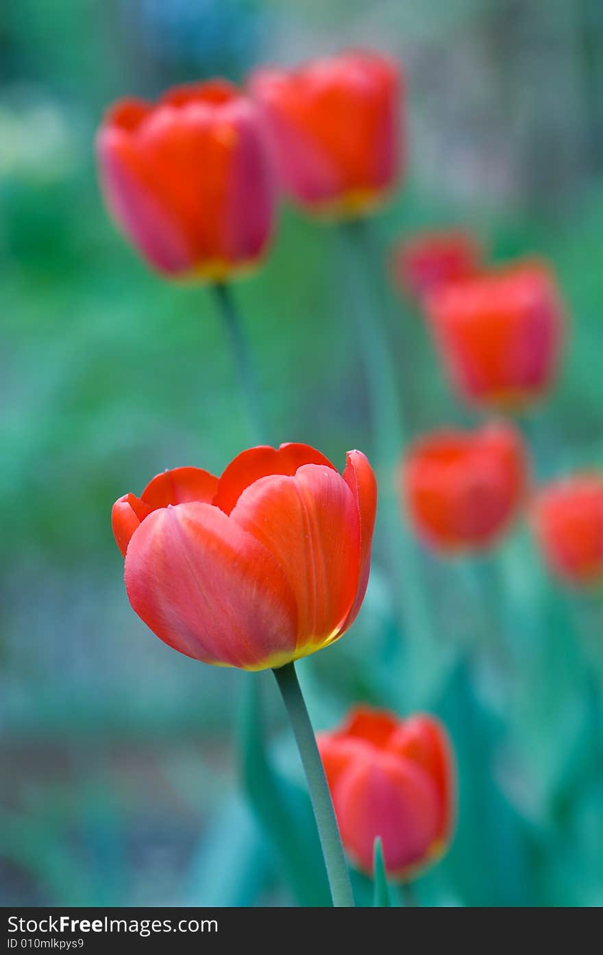 Bunch of tulips on green background, macro shot