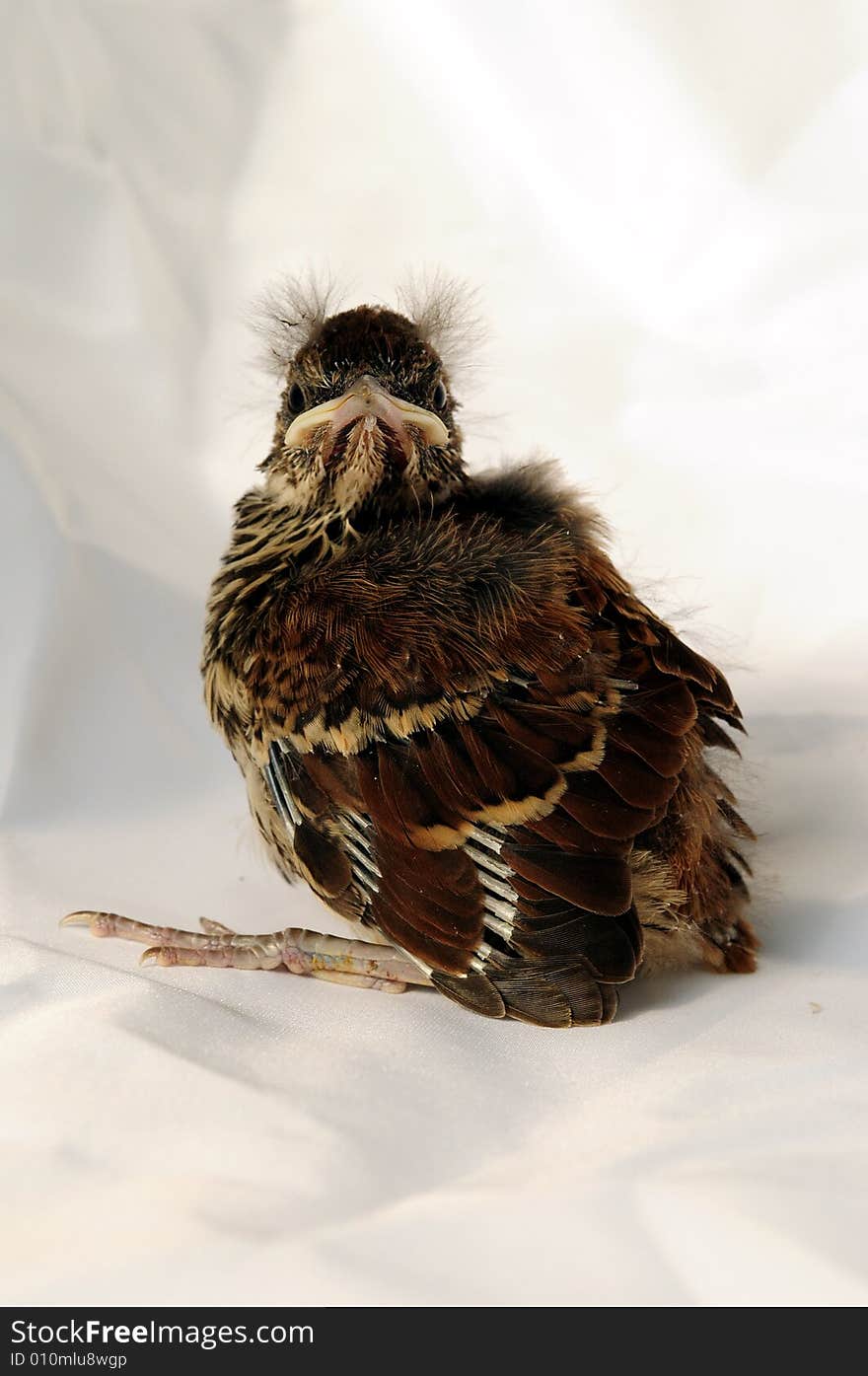 Three Day Old Peacock