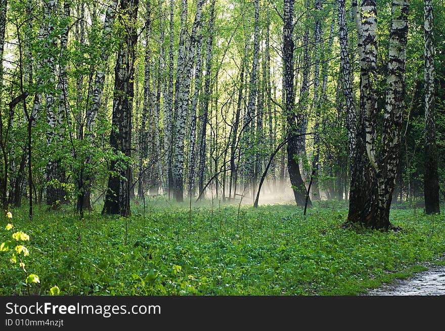 Birch forest with fog under green grass. Birch forest with fog under green grass