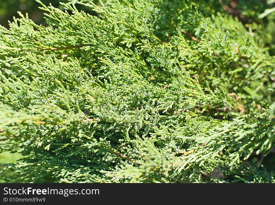 Juniper bushes field flooded with sun light