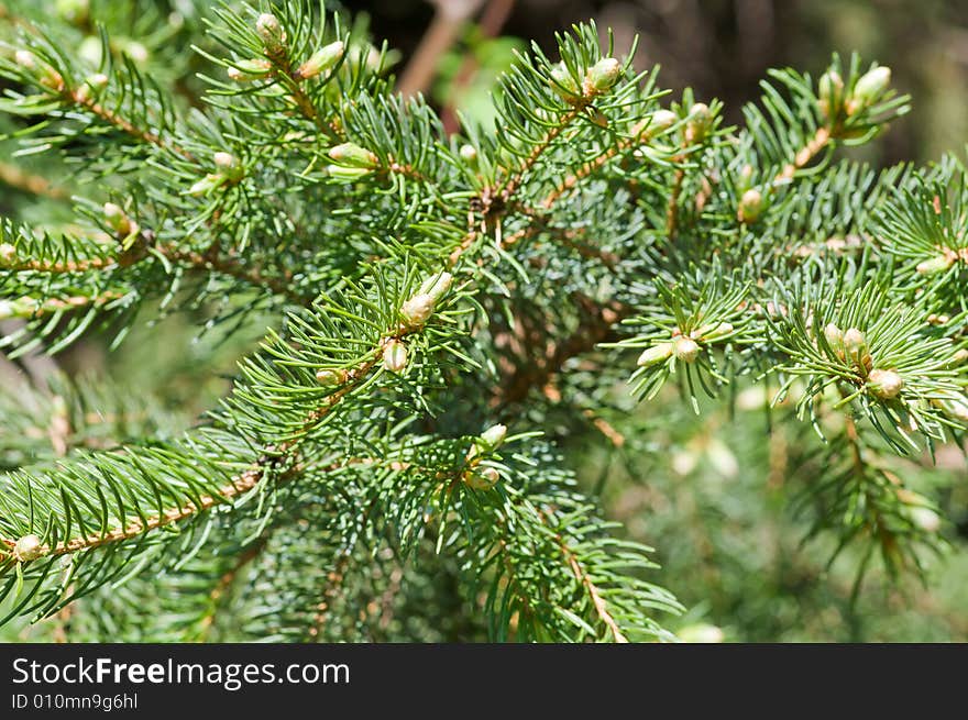 Spring, new fir brairds are growing