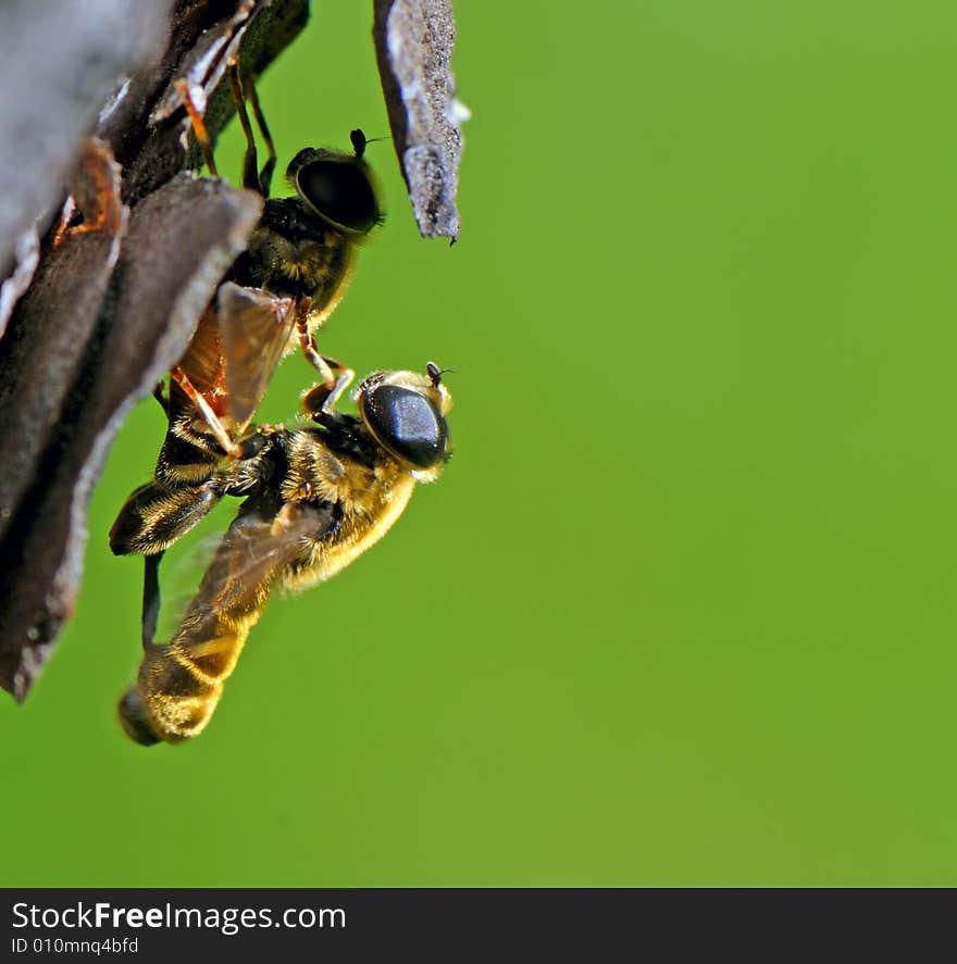 Two Insects Making Love On A Tree