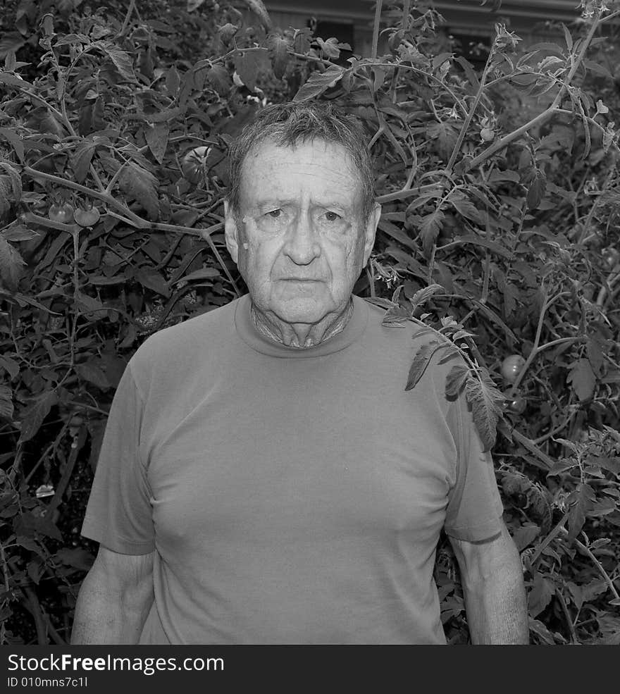 An old man in front of tomato plants in black and white. An old man in front of tomato plants in black and white