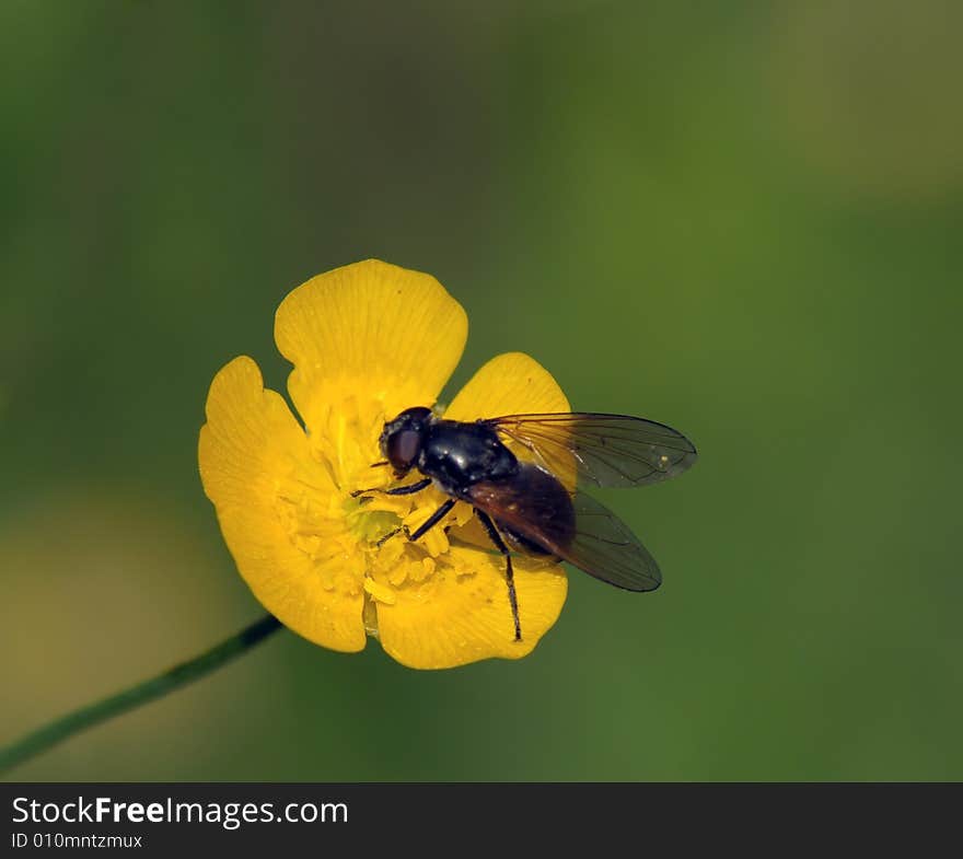 Fly on flower in search of dessert