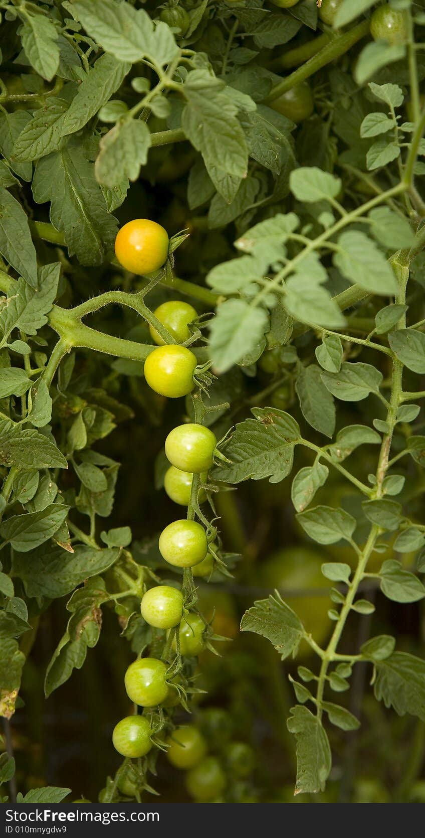 Cherry Tomatoes