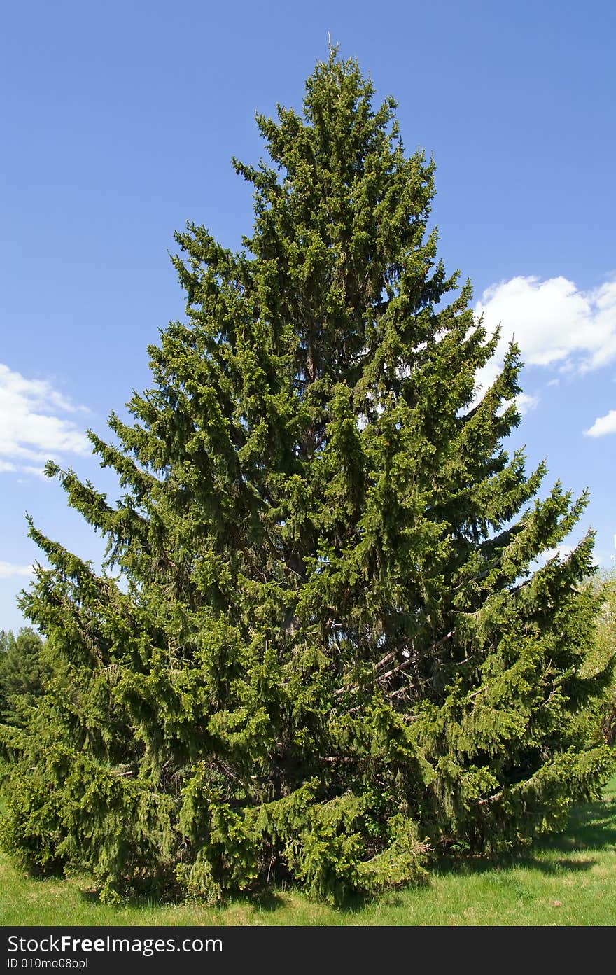 Firs on blue sky background. Firs on blue sky background