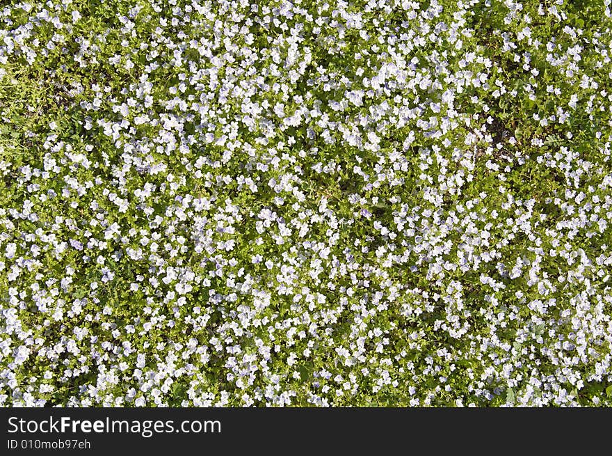 Small blue flowers flower background. Small blue flowers flower background