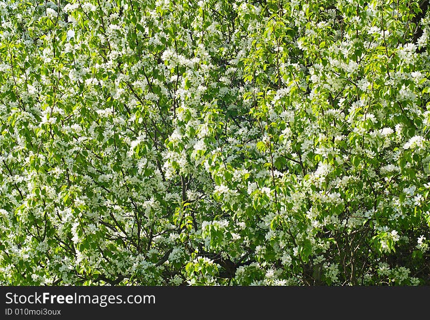 Whithe flowers of blooming apple tree