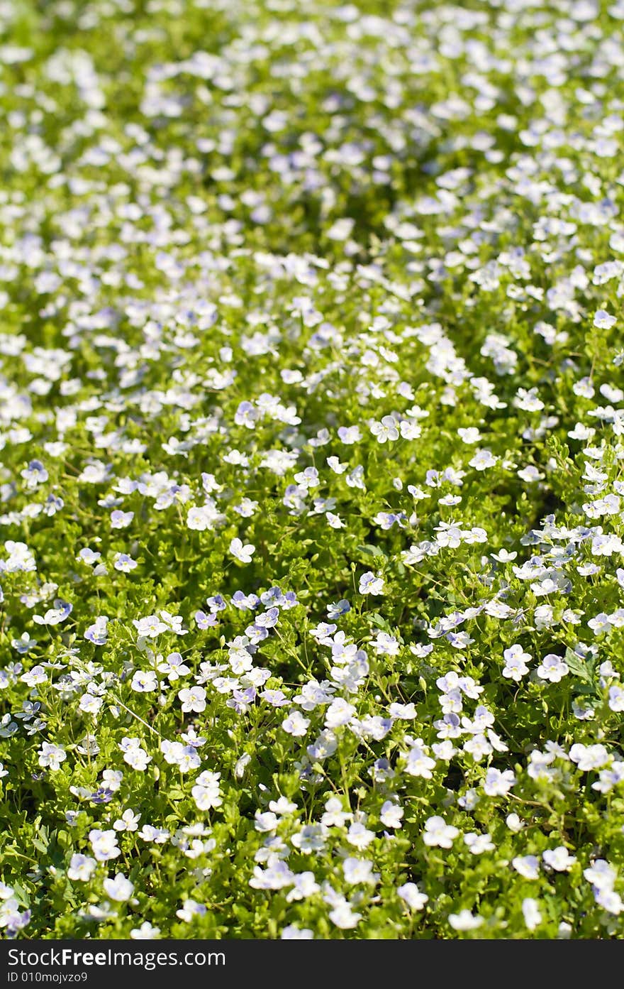 Blossom flower field in perspective. Blossom flower field in perspective