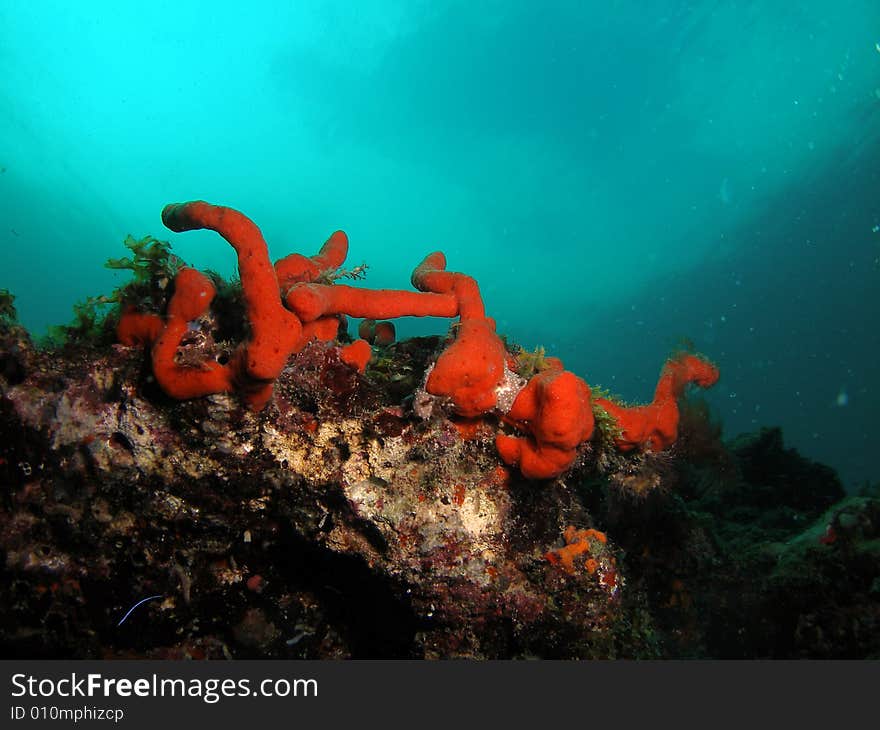 Red Coral