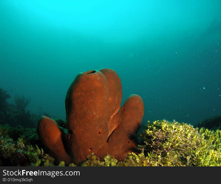 Brown Coral