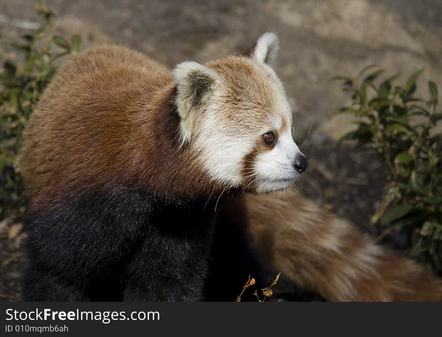 Red Panda Watching