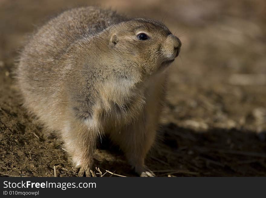 Prairie Dog