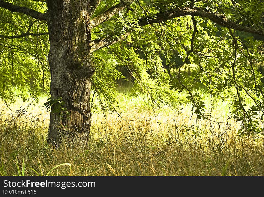 A tree that looks like it is smiling in the summer morning sun. A tree that looks like it is smiling in the summer morning sun.