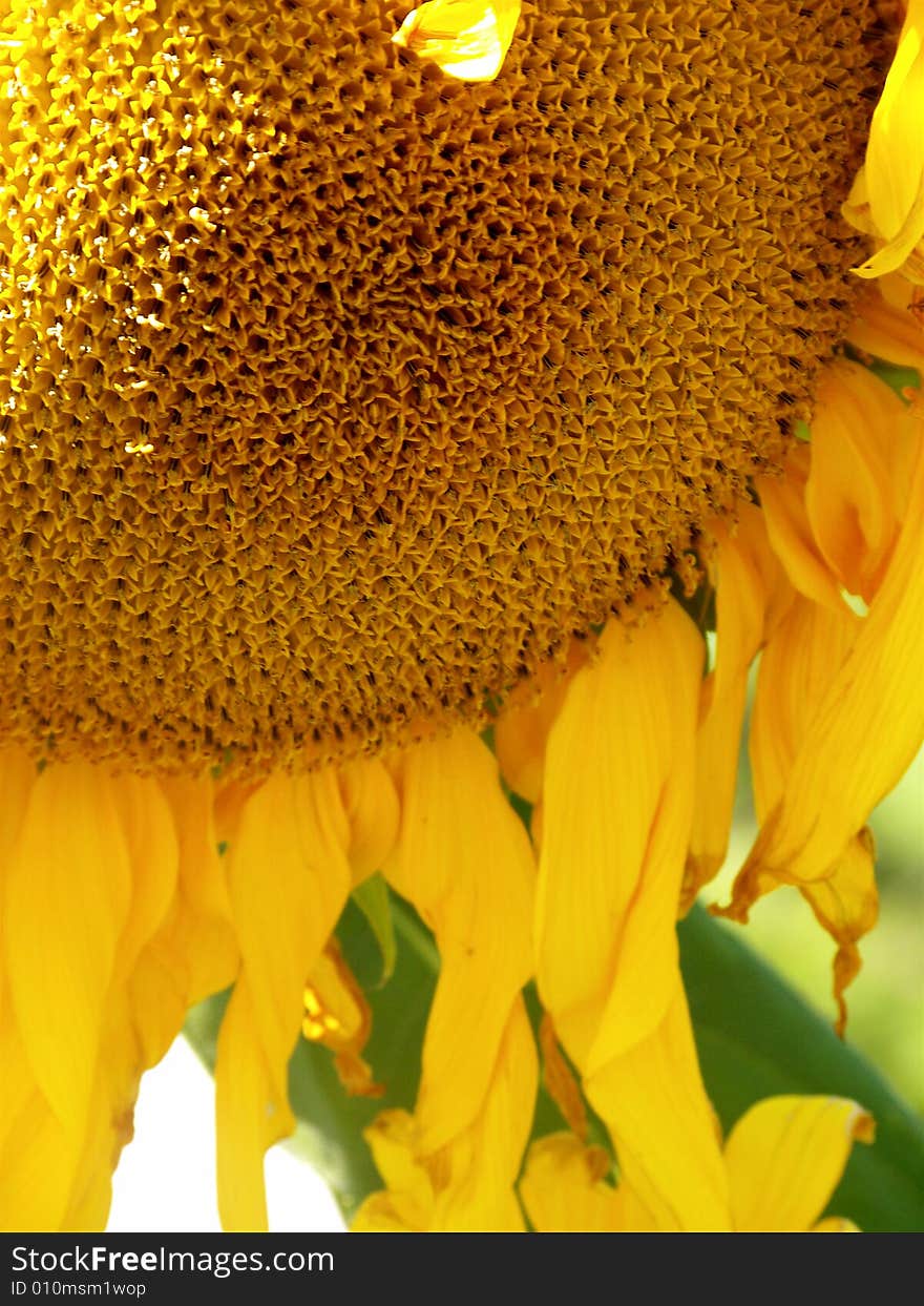 Large golden yellow sunflower stands tall taking in the sun and fall warmth