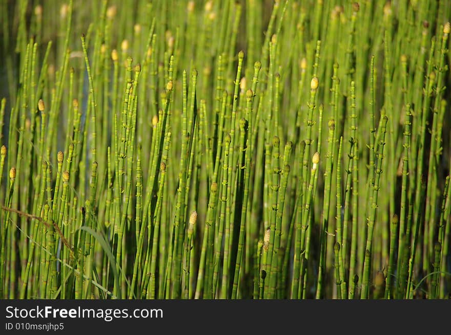 Plant on  a bog, horse-tail. Plant on  a bog, horse-tail