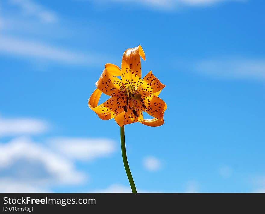 Lily and blue sky