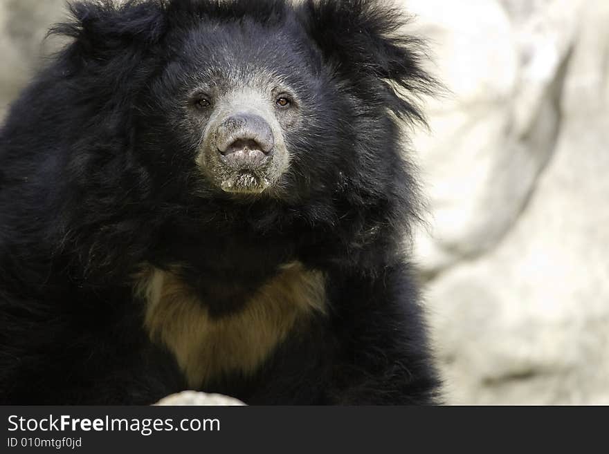 Sloth Bear