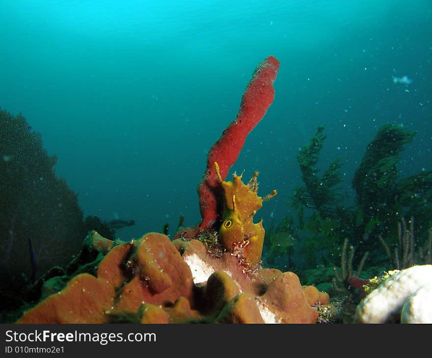 This coral reef image was taken at Barracuda Reef off the coast of Dania Beach, Florida. This coral reef image was taken at Barracuda Reef off the coast of Dania Beach, Florida