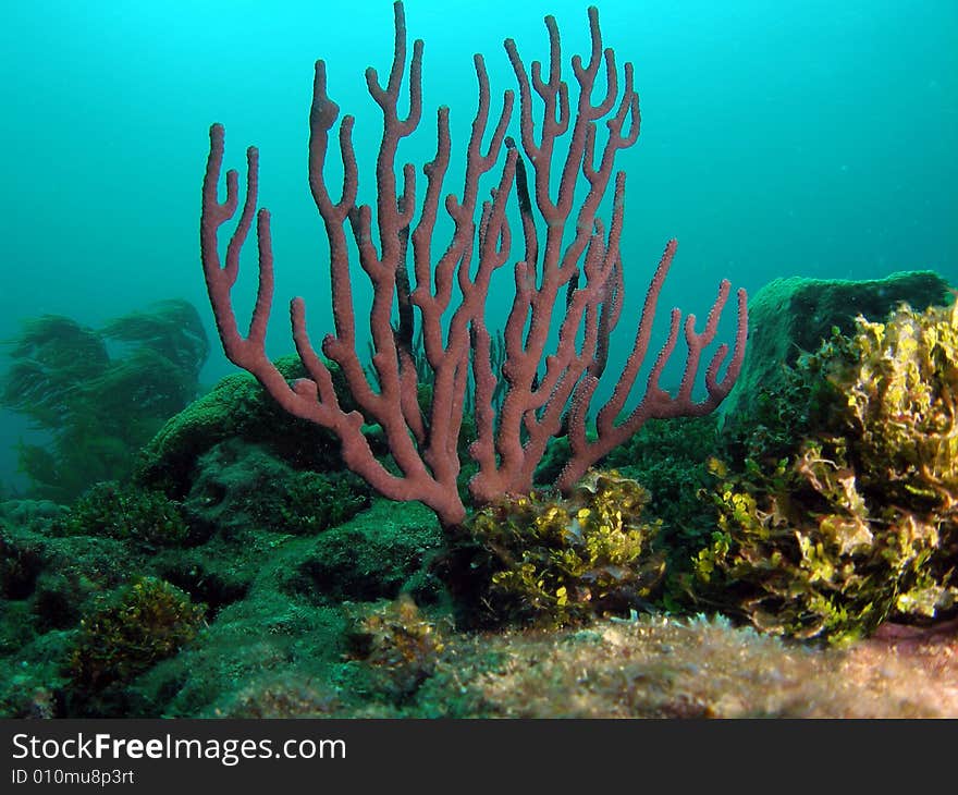 Sea rod coral in south Florida