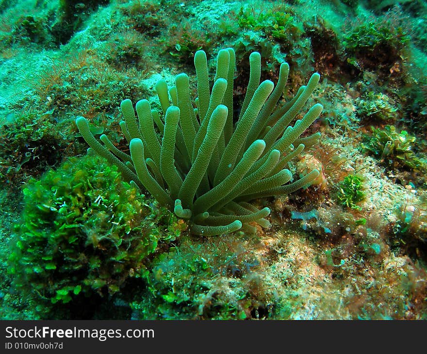 Giant Anemone In South Florida