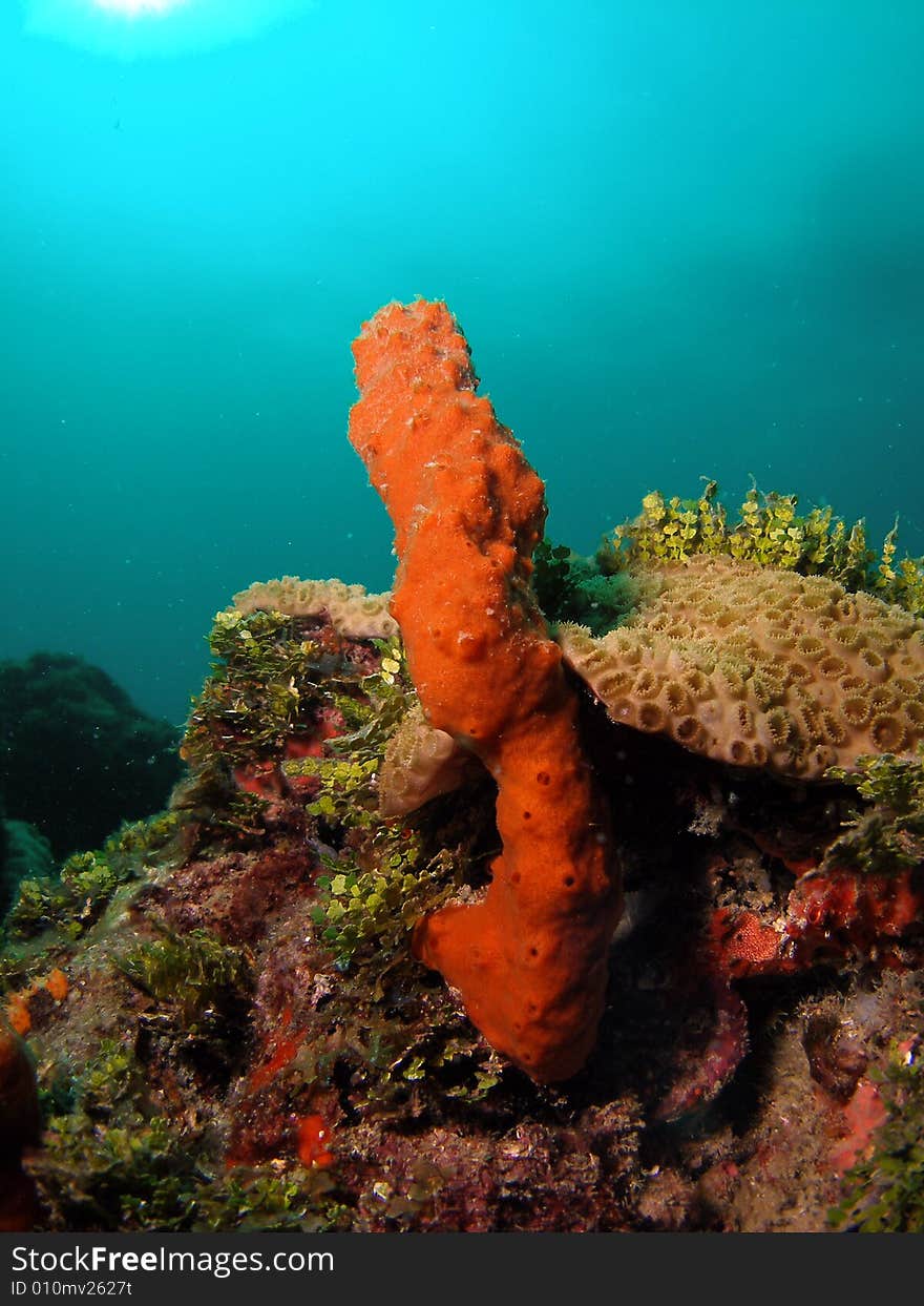 Orange coral in south Florida