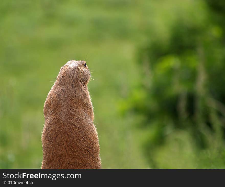 Prairie Dog