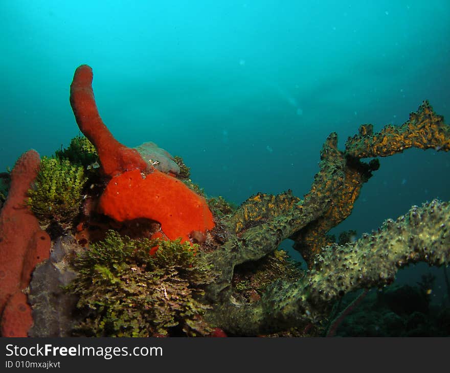 Red coral in south Florida