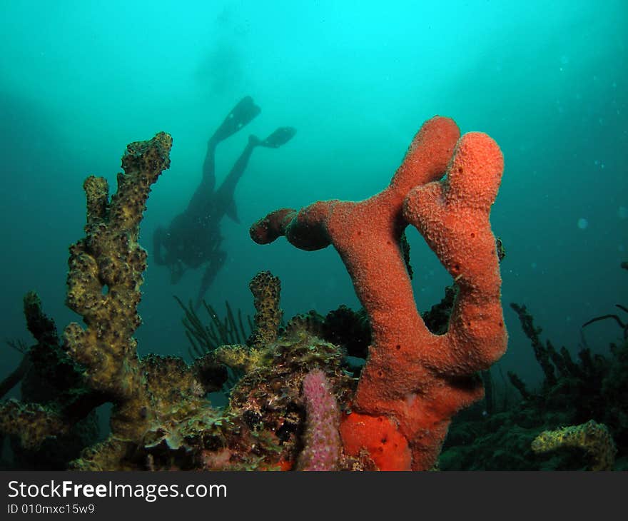 Orange coral with diver