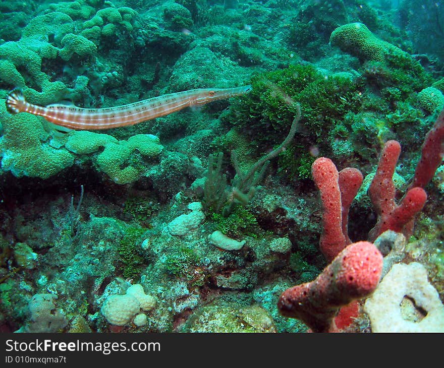 Coral reef and marine life