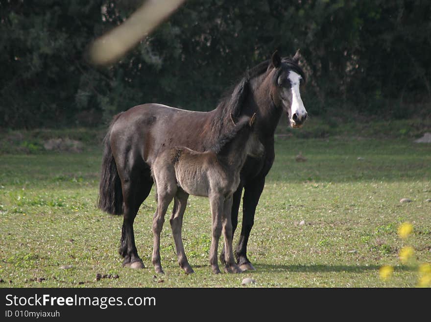 A mother and son picture of two horses. A mother and son picture of two horses.