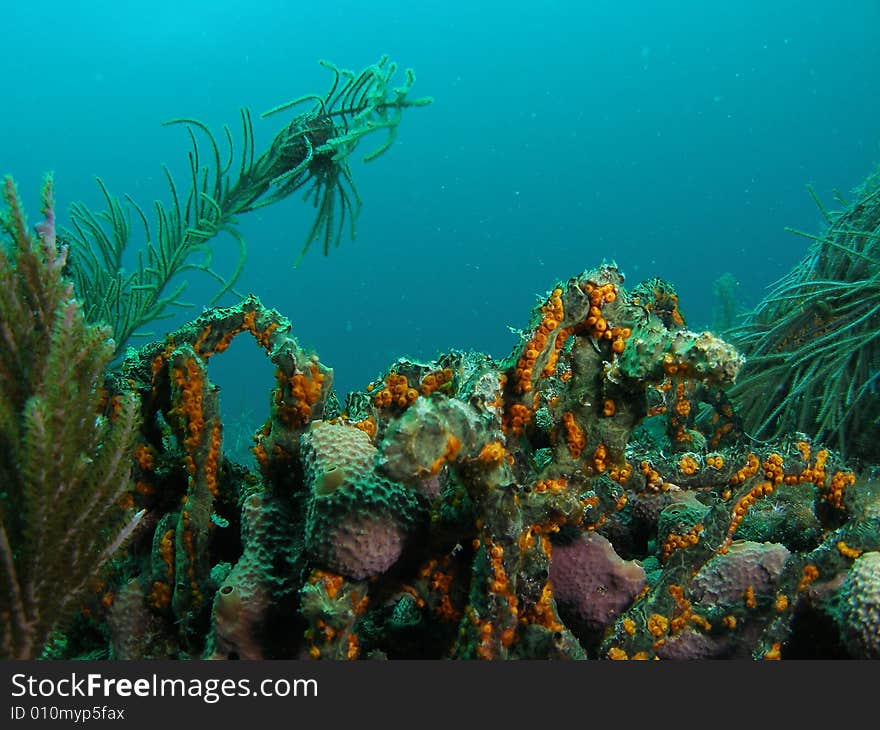 This coral reef image was taken at Barracuda Reef off the coast of Dania Beach, Florida. This coral reef image was taken at Barracuda Reef off the coast of Dania Beach, Florida