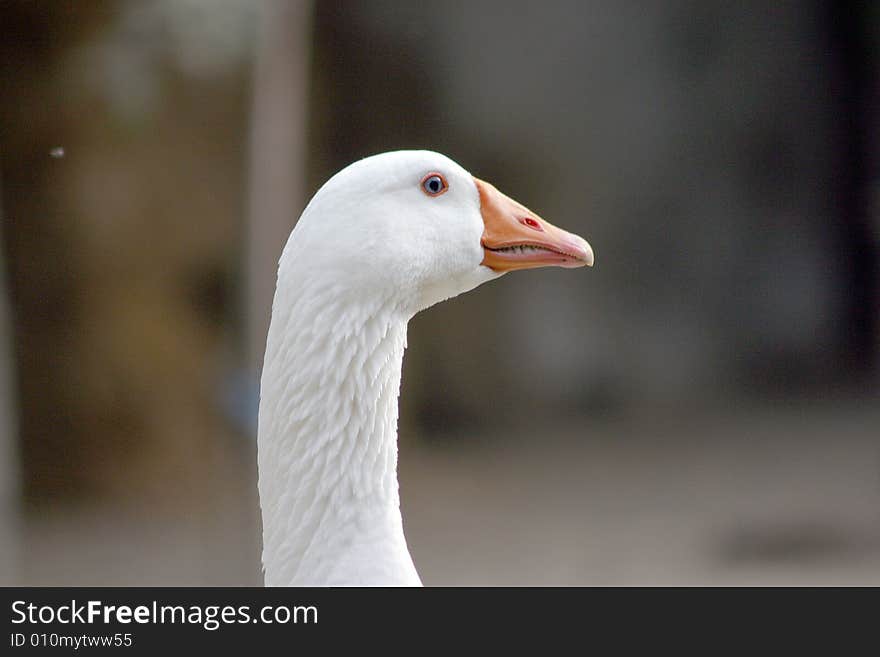 A lateral portrait of a white goose. A lateral portrait of a white goose