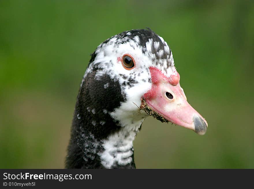 A close portrait of a spotted duck.
