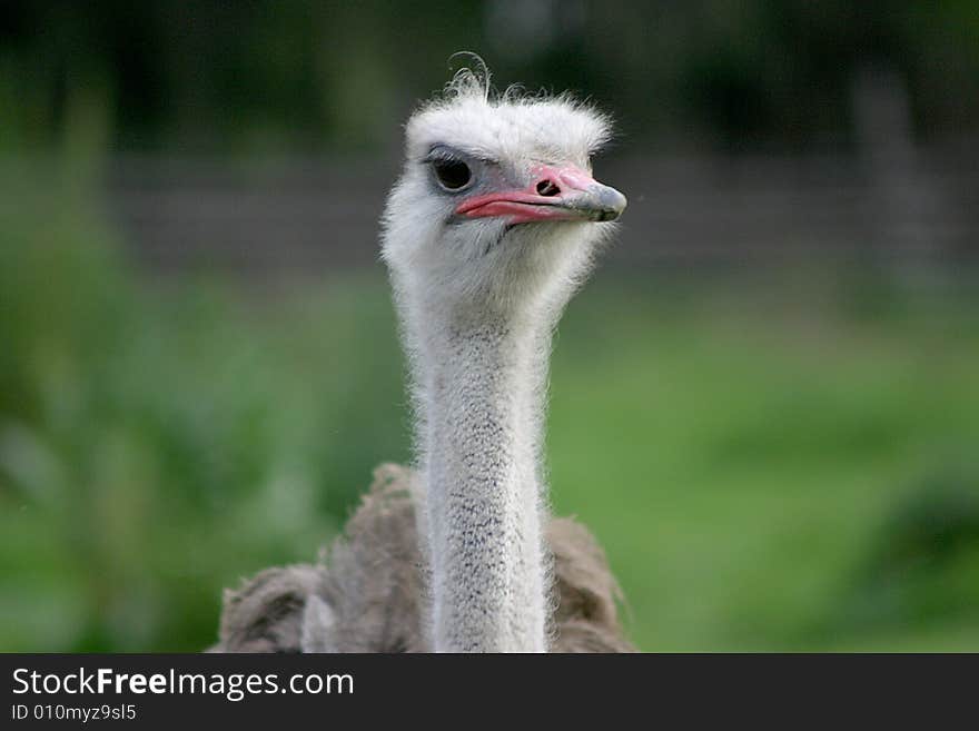 Ostrich