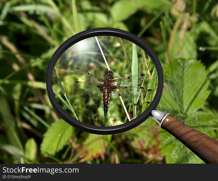 Scene of the nature under magnifying glass. Scene of the nature under magnifying glass