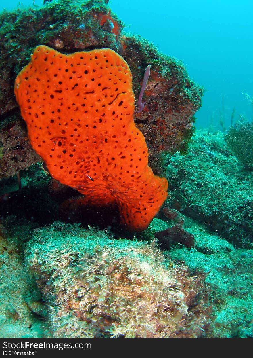 Orange coral in south Florida